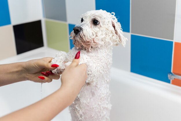 バスルームで犬を水浴びしている少女のクローズアップ 彼女はシャワーから彼女に水を注ぐ スローモーション 犬のお手入れビションフリーゼ クローズアップ 獣医 グルーマー 動物のための美容院 プレミアム写真