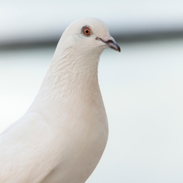 鳩 ワイキキ ダイヤモンドヘッド カパフル セントルイス ホノルル オアフ ハワイ アメリカ プレミアム写真