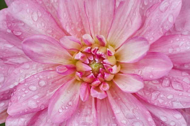 ダリアという名前のピンクの花びらの花の拡大図 プレミアム写真