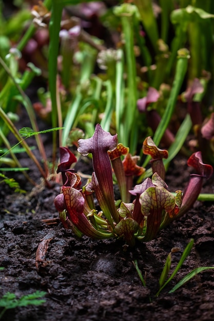 サラセニアラテン語サラセニアの略奪的な昆虫トラップ花のクローズアップ選択的な焦点とぼやけた背景上の食虫植物食虫植物 プレミアム写真