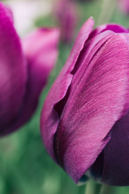 クローズアップ 紫 チューリップ 花 無料の写真