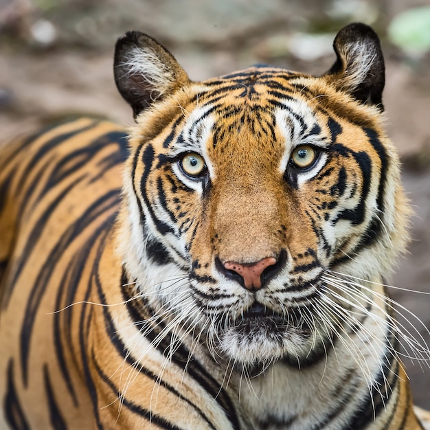 虎の顔の拡大図 パンテーラチグリスコルベッティ 自然の生息地で タイの自然の生息地で野生の危険な動物 プレミアム写真
