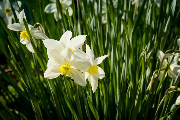春の日の白い水仙の花のクローズアップ プレミアム写真