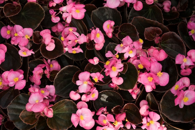 美しいピンクベゴニア花のクローズアップ 無料の写真