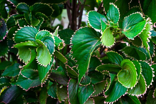 美しくねじれた緑の葉のクローズアップ 植物のテクスチャ 自然な背景と壁紙 プレミアム写真