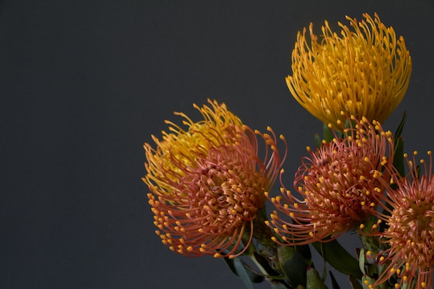 暗い背景に黄色とオレンジ色のエキゾチックなプロテアの花の花束のクローズアップ プレミアム写真