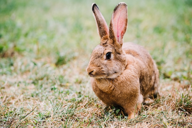 無料の写真 クローズアップ 茶色 ウサギ 大きな 耳 草の上に座る