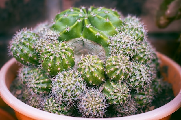 サボテンのクローズアップ Echinopsis Eyriesiiは Echinopsis属のサボテンの一種です 装飾用のサボテン プレミアム写真