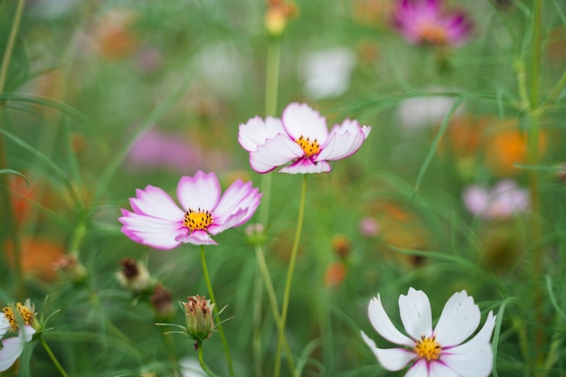 庭のコスモスの花のクローズアップ プレミアム写真