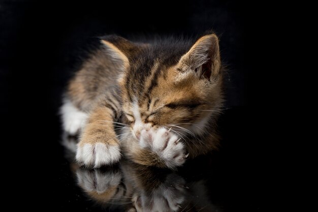 かわいい三毛猫ねこの子猫のクローズアップ プレミアム写真