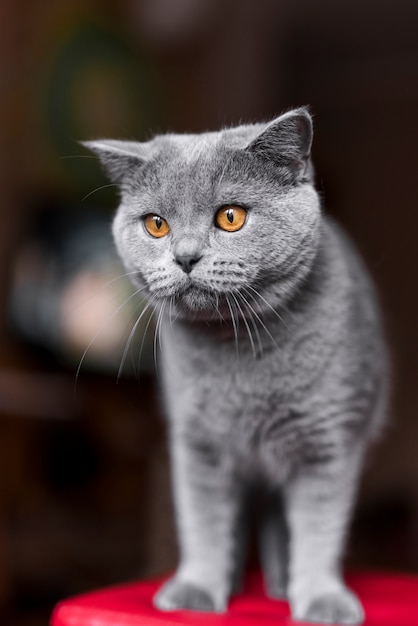 グレーのブリティッシュショートヘアの猫のクローズアップ プレミアム写真
