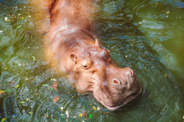 動物園の水で泳ぐカバのクローズアップ プレミアム写真