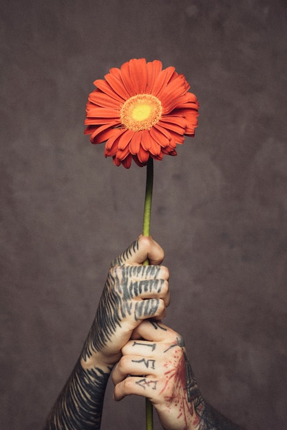灰色の壁に対して入れ墨をした新鮮なガーベラの花を持つ男の手のクローズアップ 無料の写真