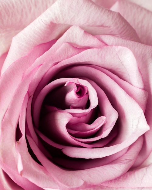 핑크 로즈의 클로즈업 무료 사진 4990