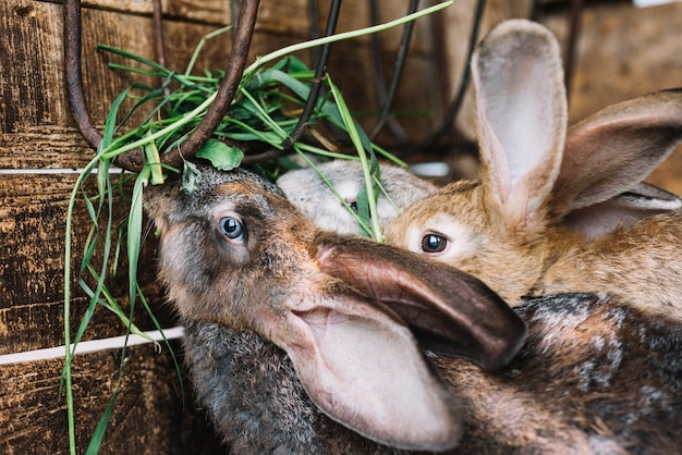 ウサギ 草を食べる クローズアップ 無料の写真