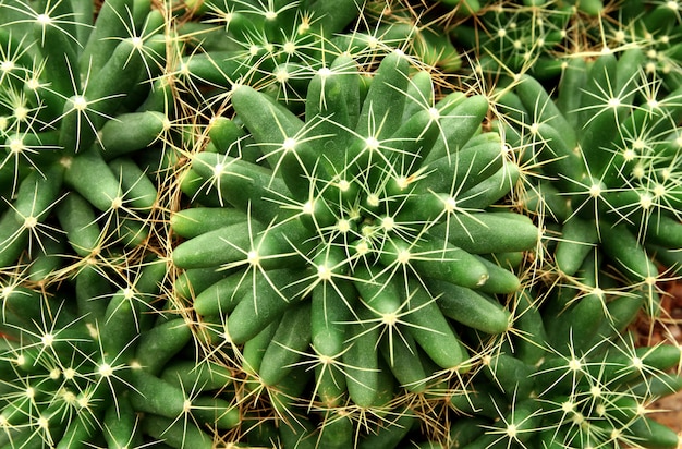 丸いサボテンまたは多肉植物の緑の植物 抽象的な自然パターン背景のクローズアップ プレミアム写真