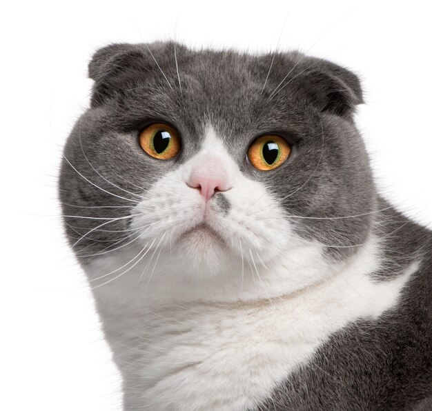 スコティッシュフォールド猫 1歳のクローズアップ プレミアム写真