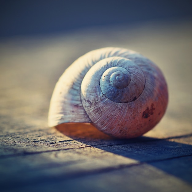 Closeup Of Snail Shell On A Plank Photo Free Downlo