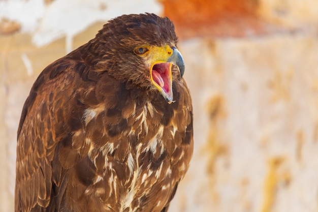 イヌワシ Aquila Chrysaetos のクローズアップ 尾鷲とも呼ばれます 鷹狩りのためのリング くちばしを開いたままにします 鷹狩りのためのリング プレミアム写真