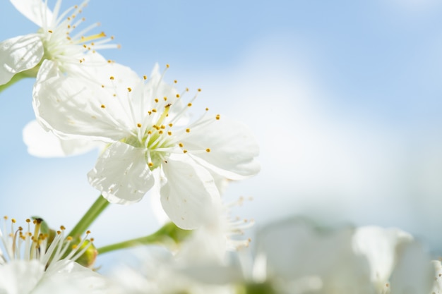 青い空を背景に咲く桜の木に白い花のクローズアップ プレミアム写真