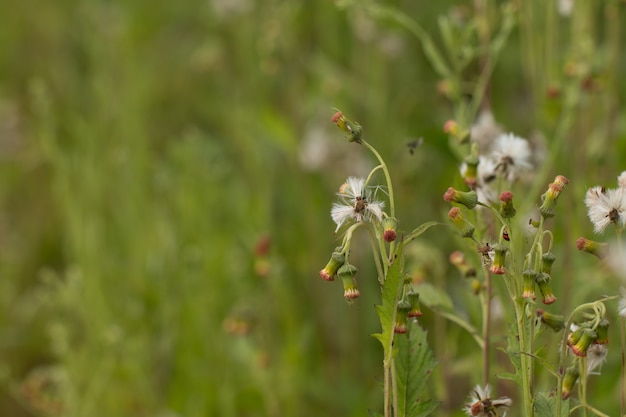 フィールドや草花に白い草花のクローズアップ プレミアム写真