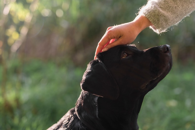 公園で犬の頭をなでる女性の手のクローズアップ プレミアム写真