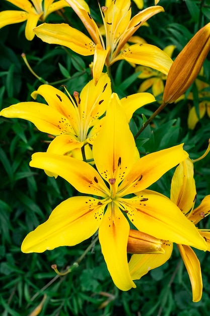 黄色いユリの花のクローズアップ ヘメロカリスはレモンリリー イエローデイリリー ヘメロカリスフラバとも呼ばれます リリウム パーリィとして知られる黄色いユリの花 美しい 閉じる 上面図 プレミアム写真