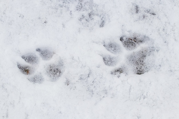 雪の中で犬の足跡をクローズアップ プレミアム写真