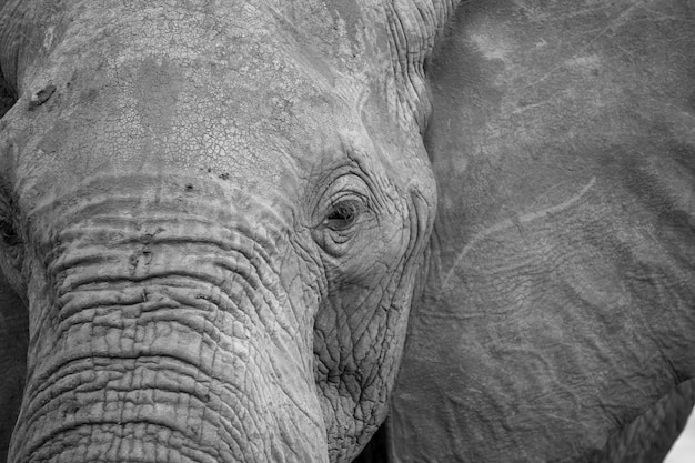 1つの大きな赤い象の顔にクローズアップ プレミアム写真