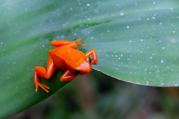 緑の葉の上の小さなオレンジ色のカエルにクローズアップ プレミアム写真