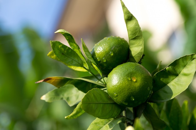 熟していない果実と緑の葉がみかんの木にクローズアップ プレミアム写真