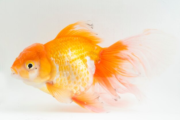 Oranda Goldfish Images Free Vectors Stock Photos Psd