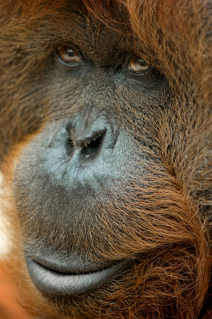 Premium Photo | Close up on a orangutan