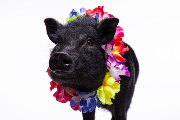 Free Photo | Close up ortrait of cute black pig