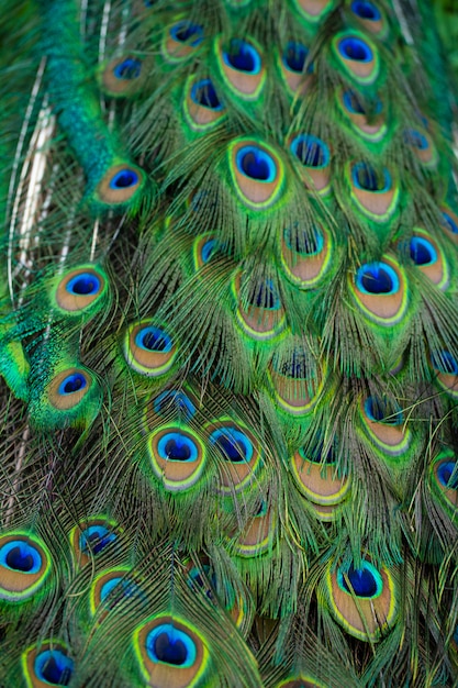 Premium Photo | Close-up of a peacock's tail. feathers on the tail of a ...