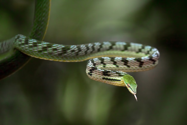 Premium Photo | Close up photo of asian vine snake on the tree branch