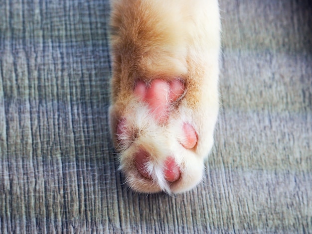 Premium Photo Close Up Photo Of Cat Pad Footpad Paw