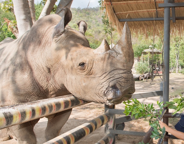 Premium Photo | A close up photo of an endangered white rhino eat grass