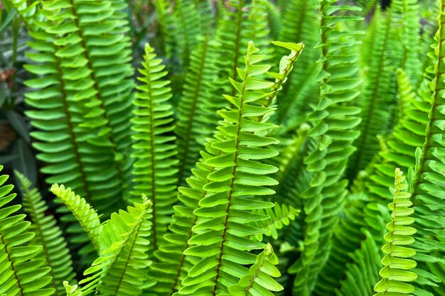 Premium Photo | Close up photo image of sword fern leaves