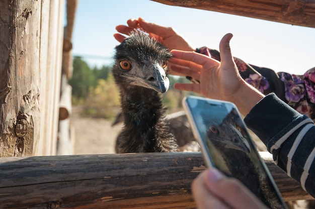 面白いとかわいいダチョウの写真をクローズアップ プレミアム写真