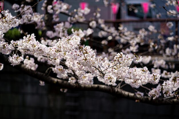 木の枝に桜の花または日本の桜の写真をクローズアップ 春の花 プレミアム写真