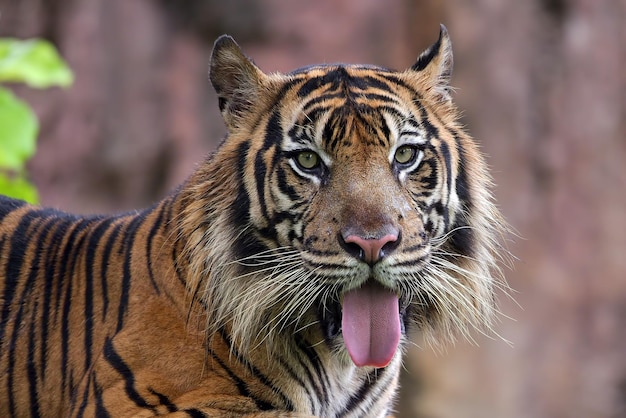 Premium Photo | Close Up Photo Of A Sumatran Tiger