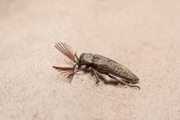 Premium Photo | Close up photos click beetle brown background