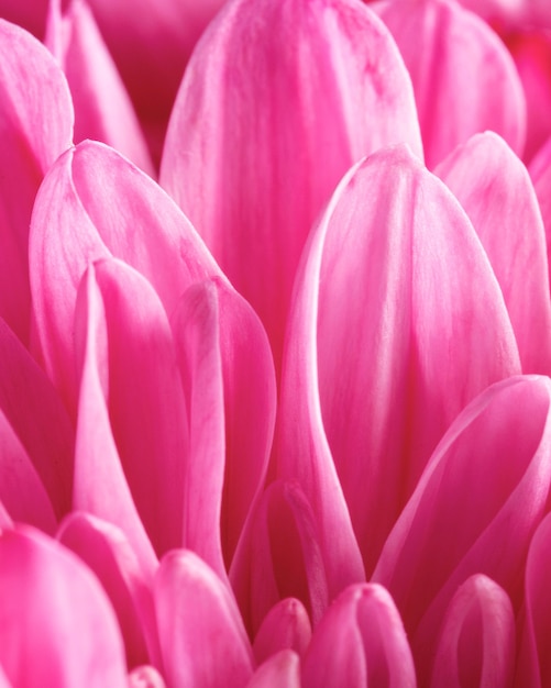 クローズアップピンクの花びらマクロ自然 無料の写真