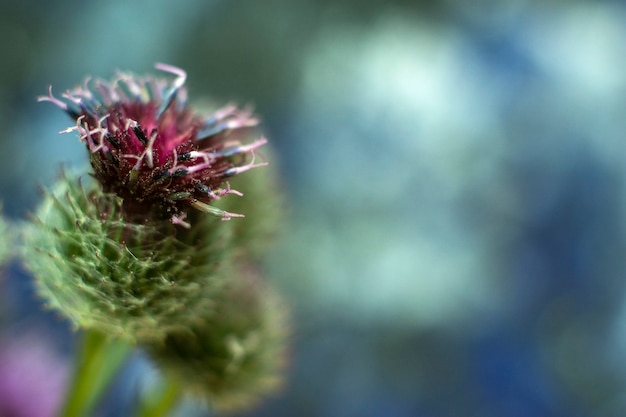 Premium Photo | Close-up of plant arctium lappa, greater burdock ...