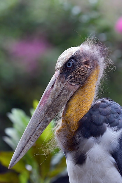 Premium Photo | Close up portrait of a bangau tongtong leptoptilos ...