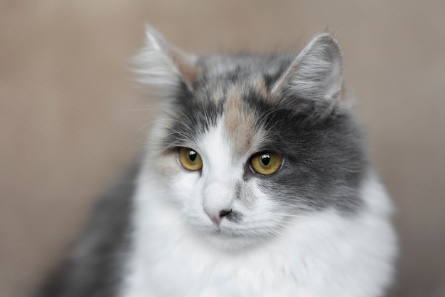 Free Photo | Close up portrait on beautiful cat