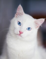 Premium Photo Close up Portrait Of A Fluffy White Cat With Blue Eyes