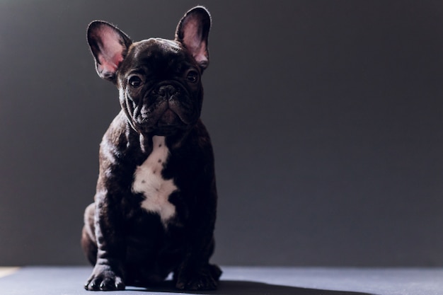 Premium Photo | Close-up portrait of funny smiled french bulldog dog ...