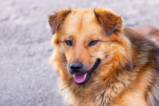 茶色の毛むくじゃらの犬のクローズ アップの肖像画 プレミアム写真